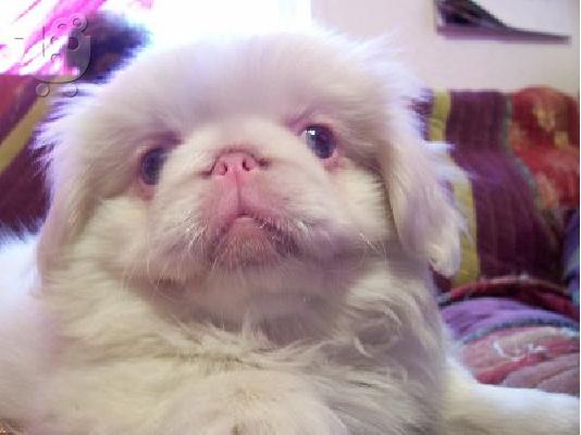 PoulaTo: Pedigree  male and female Pekingese  puppies for rehoming
