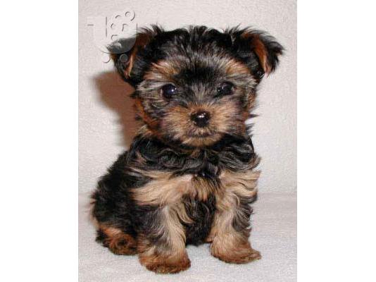 PoulaTo: charming yorkie puppies for adoption