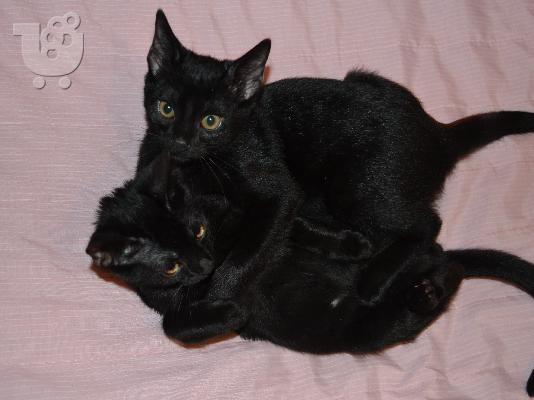 PoulaTo: χαρίζονται δύο γλυκά γατάκια!