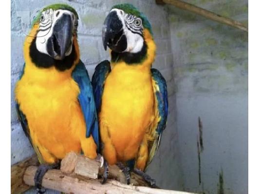 Μπλε και χρυσά Macaws