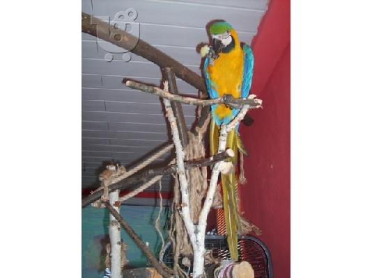 PoulaTo: μπλε και χρυσό μακώ παπαγάλοι