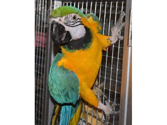 Μπλε και χρυσός παπαγάλος Macaw