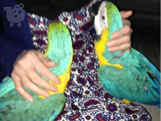 PoulaTo: μπλε και χρυσά παπαγάλοι