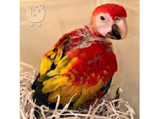 PoulaTo: κόκκινος παπαγάλος μακό 200 €