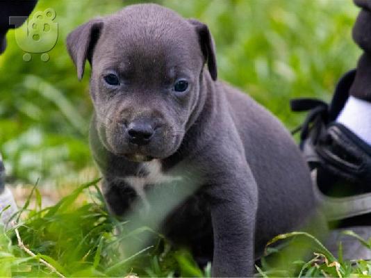 PitBull Terrier κουτάβια