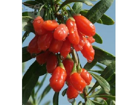 goji berry - γκότζι - πώληση φυτών