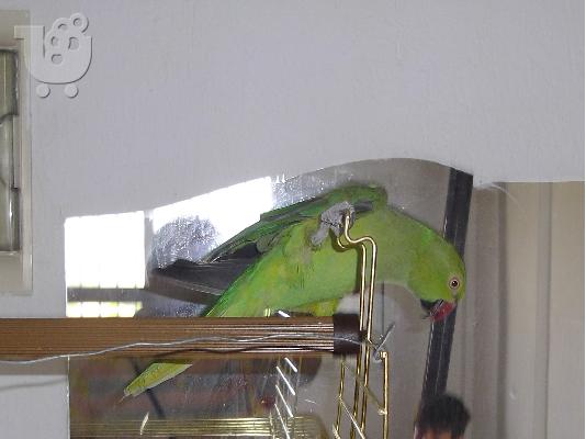 παπαγαλος πρασινος ριγκνεκ