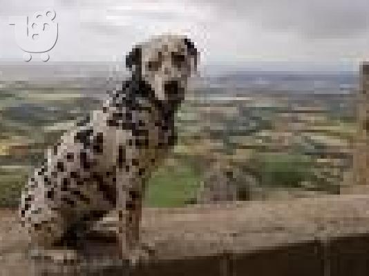 PoulaTo: Κουταβάκι Σκύλος Δαλματίας