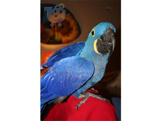 PoulaTo: υάκινθος παπαγάλοι έτοιμη για ένα νέο σπίτι