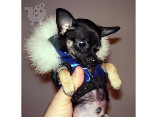PoulaTo: Πωλούνται 2 καθαρόαιμα κουταβάκια Russian Toy Terrier Σούπερ-μίνι Κέεσχοντ