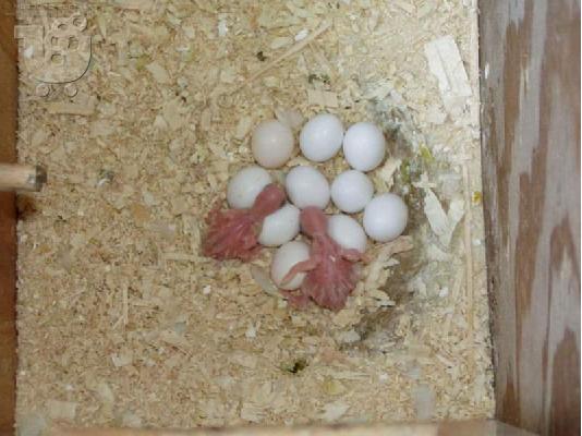 Πανέμορφο είδη παπαγάλων και πρόσφατα γονιμοποιημένα αυγά παπαγάλος για πώληση....