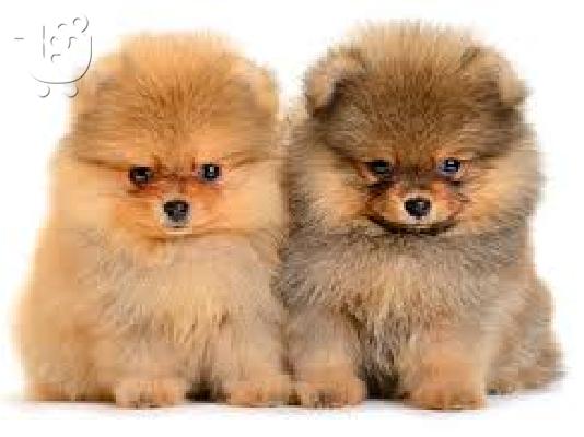 Δύο ωραία T-Cup Pomeranian Puppies