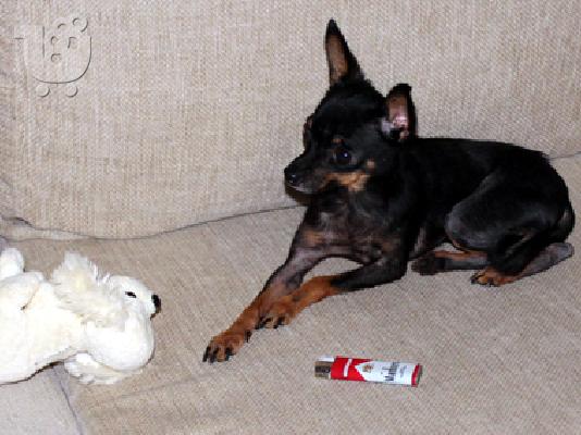 Πωλήται σε τιμή ευκαιρίας Russian Toy Terrier