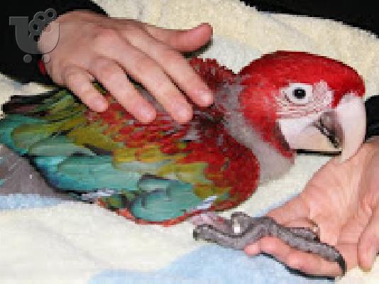 PoulaTo: DNA exétase ta morá papagáloi macaw
