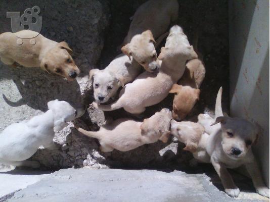 PoulaTo: Πωλούνται καθαρόαιμα Labrador