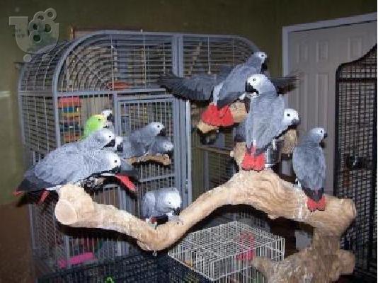 PoulaTo: φθηνά και υγιεινά παπαγάλοι για μόνο € 110