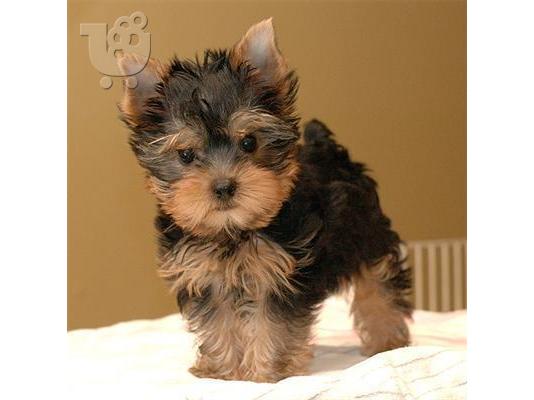 PoulaTo: Yorkshire Terriers