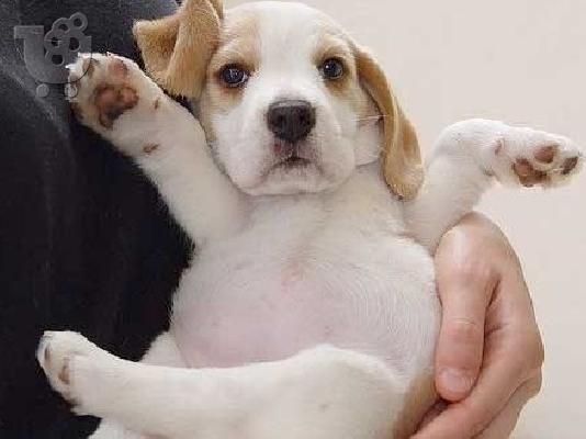 Αναγγελία γέννας Beagle