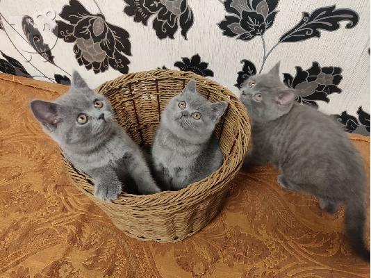 PoulaTo: καθαρόαιμα βρετανικά γατάκια στενογραφία για υιοθεσία