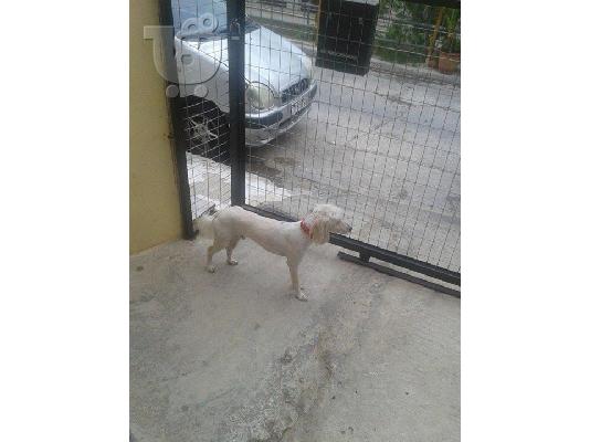 Βρεθηκε μικροσωμο σκυλακι στο Περαμα