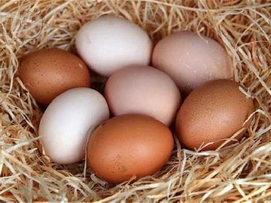PoulaTo: Αυγά γόνιμα