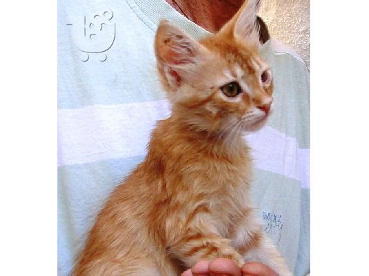 PoulaTo: Χαρίζεται  μωρο γατάκι. Θεσσαλονίκη