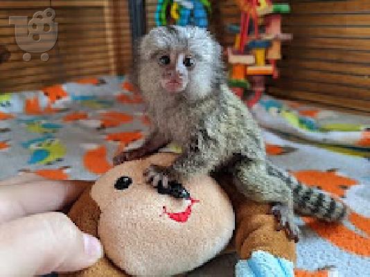 PoulaTo: register baby marmoset  monkey for 299€
