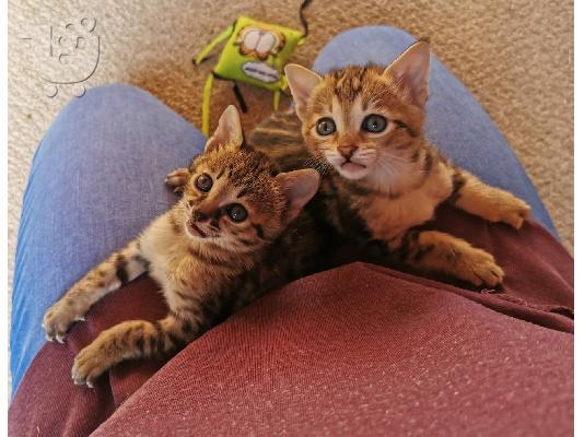 PoulaTo: Εκπληκτικά γατάκια Savanna