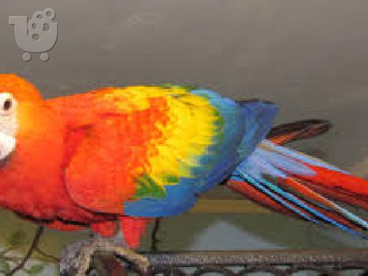 PoulaTo:  scarlet παπαγάλος macaw για 200 €