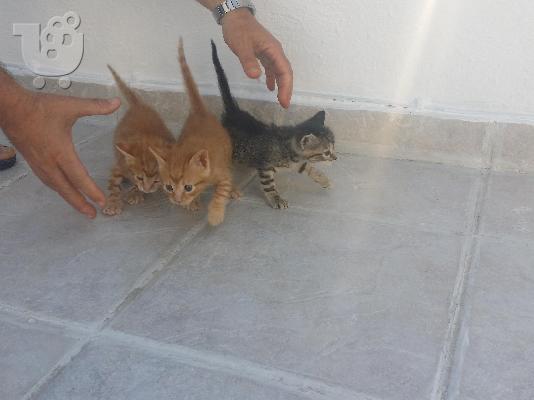 Χαρίζονται γατάκια (Θεσσαλονίκη).