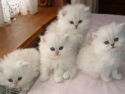 PoulaTo: Λευκό περσικά γατάκια προς πώληση