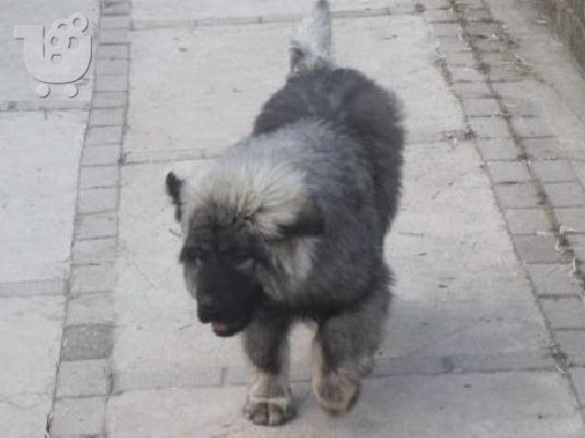 Caucasian Sheepdog-Ποιμενικός Καυκάσου
