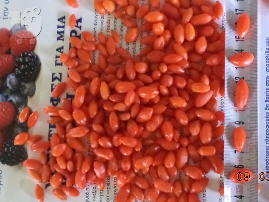 PoulaTo: goji berry - γκότζι - πώληση φυτών