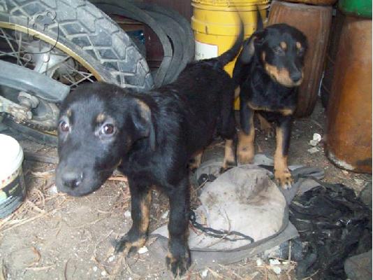 Ημιαιμα Rottweiler 4 μηνων ψαχνουν οικογενεια