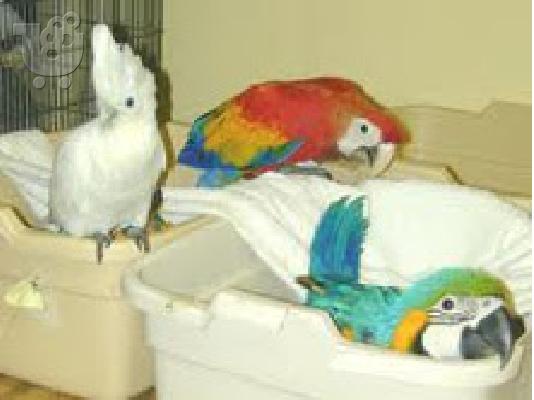PoulaTo: Beautiful Babies, macaw, cockatoo and african grey parrots