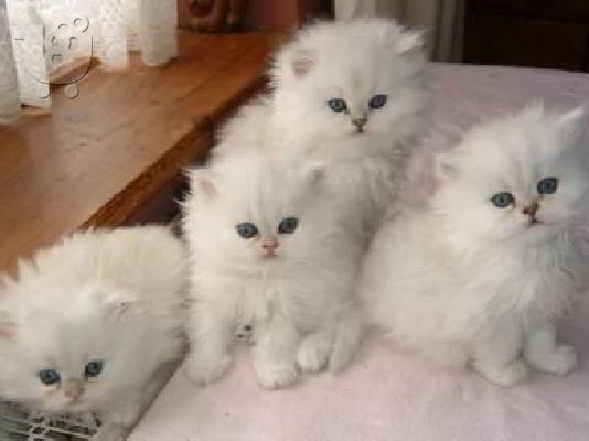 PoulaTo: White Persian kittens for sale