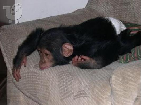 PoulaTo: Πανέμορφο μωρό χιμπατζή για υιοθεσία.
