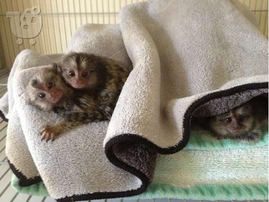 PoulaTo: Νίκαια και υγιή κουτάβια marmoset διαθέσιμα