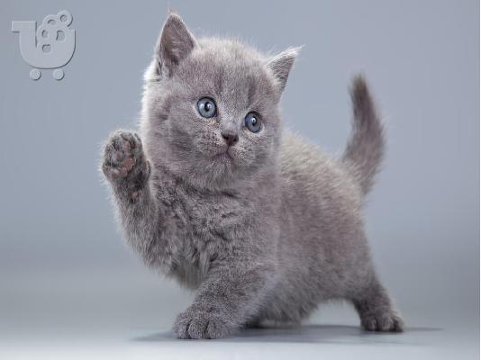 PoulaTo: British blue kitten