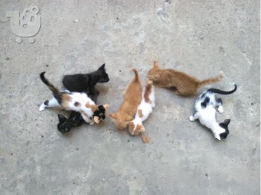PoulaTo: Παιχινιαρικα γατάκια
