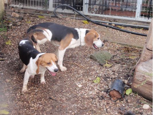 PoulaTo: beagle κυνοτροφειο ολυμπια