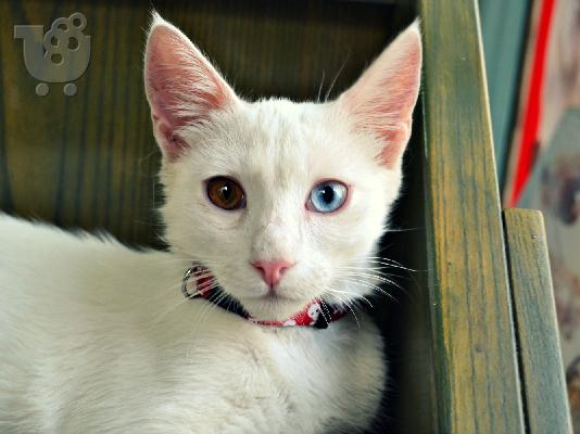 Λευκό γατάκι με διαφορετικού χρώματος ματάκια