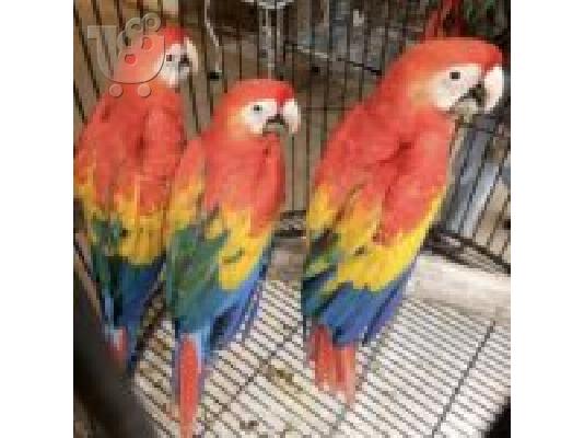 PoulaTo: Super Super Tame Baby Scarlet Macaw