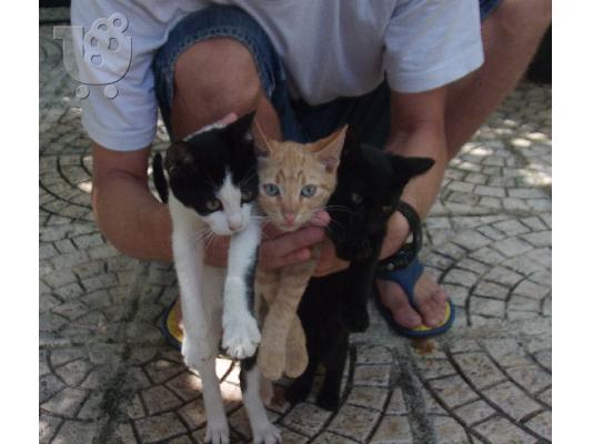 PoulaTo: Χαρίζονται 3 υπέροχα γατάκια