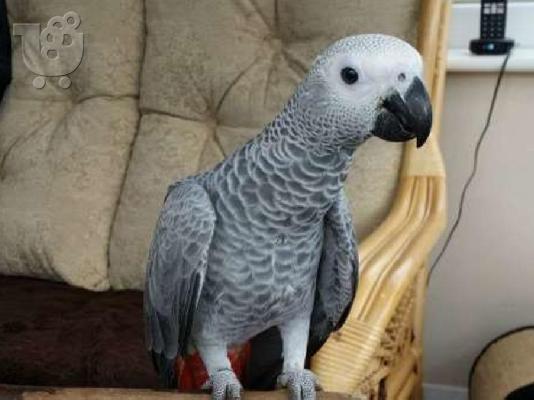 PoulaTo: Timneh African Grey Parrots