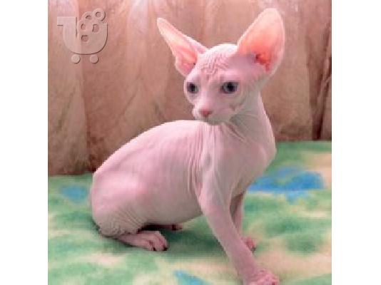 PoulaTo: Επικοινωνήστε μαζί μου μέσω Viber: ( +63-945-413-6749 ) Beautiful Sphynx Kittens