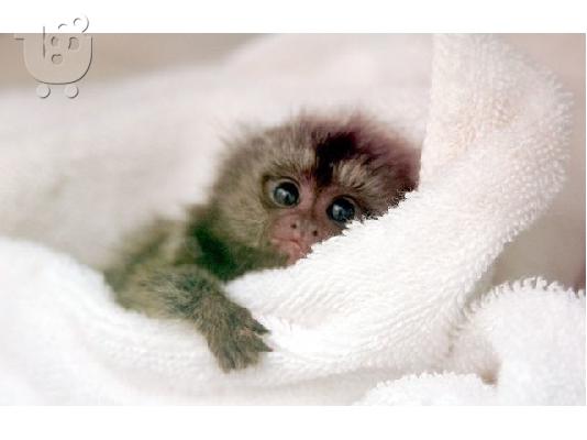 PoulaTo: Αρχική έθεσε πιθήκους marmoset μωρό