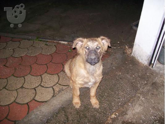 PoulaTo: Χαρίζεται ημίαιμο αρσενικό τσοπανόσκυλο