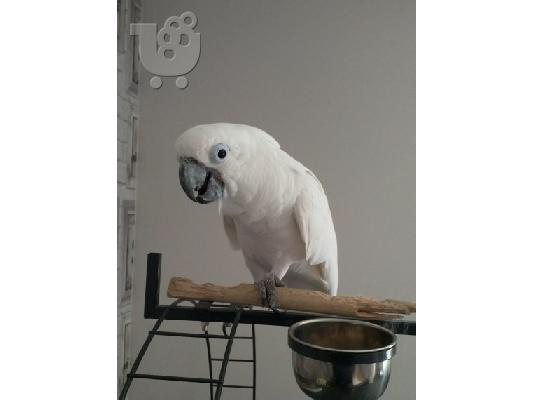 PoulaTo: Αξιολάτρευτο παπαγάλο Cockatoo