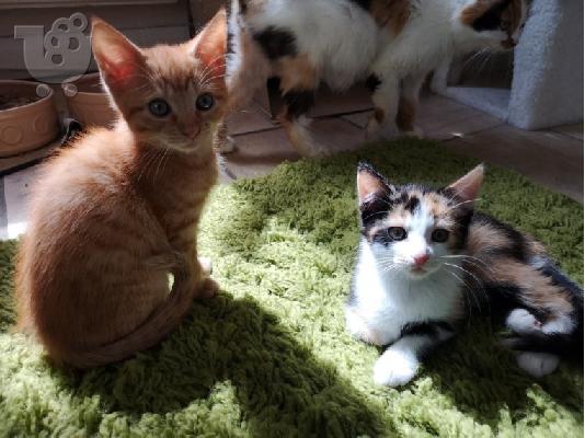 PoulaTo: Εγγραφή Maine Coon Kittens